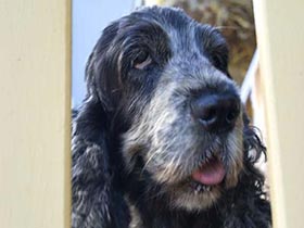 Lucy the Cocker Spaniel