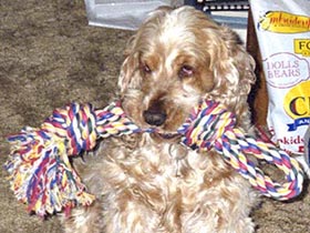 Annie the Cocker Spaniel